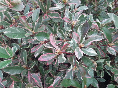 Photinia Pink Marble (Photinia Fraseri Pink Marble) 1 - Achat en ligne