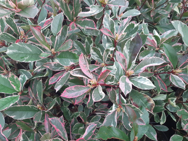 Photinia Pink Marble (Photinia Fraseri Pink Marble) 1 - Achat en ligne