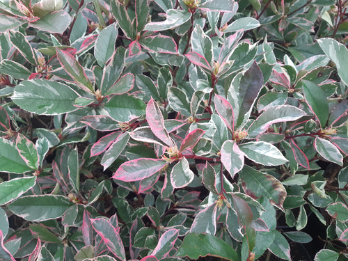 Photinia Pink Marble (Photinia Fraseri Pink Marble) 1 - Achat en ligne