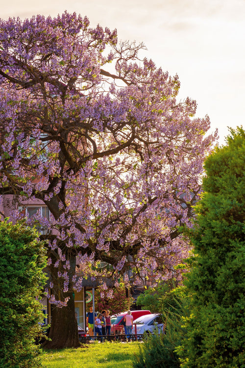 Arbre impérial (Paulownia) 1 - Achat en ligne