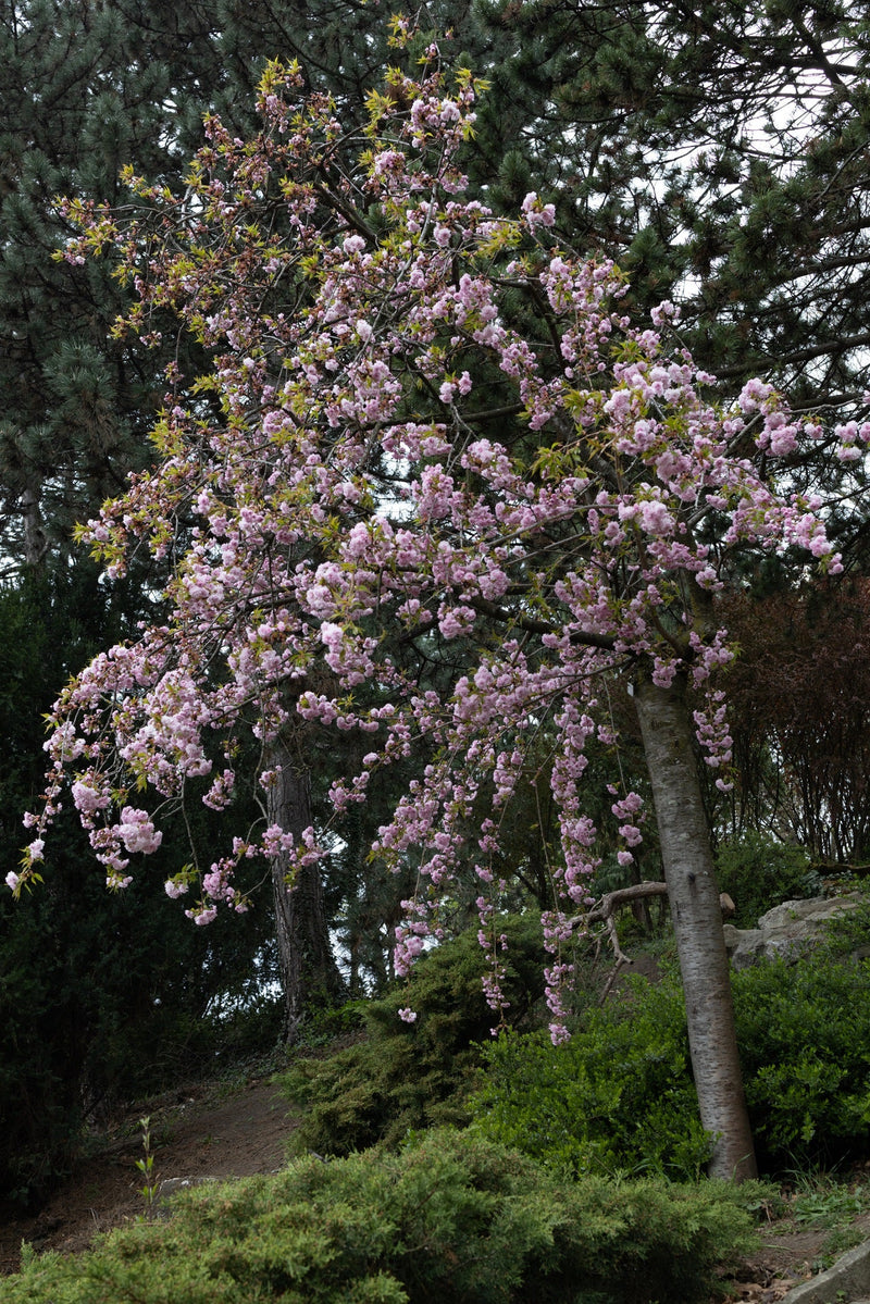 Cerisier Japonais pleureur à fleurs (Prunus Serrulata Kiku Shidare zakura) 2 - Achat en ligne