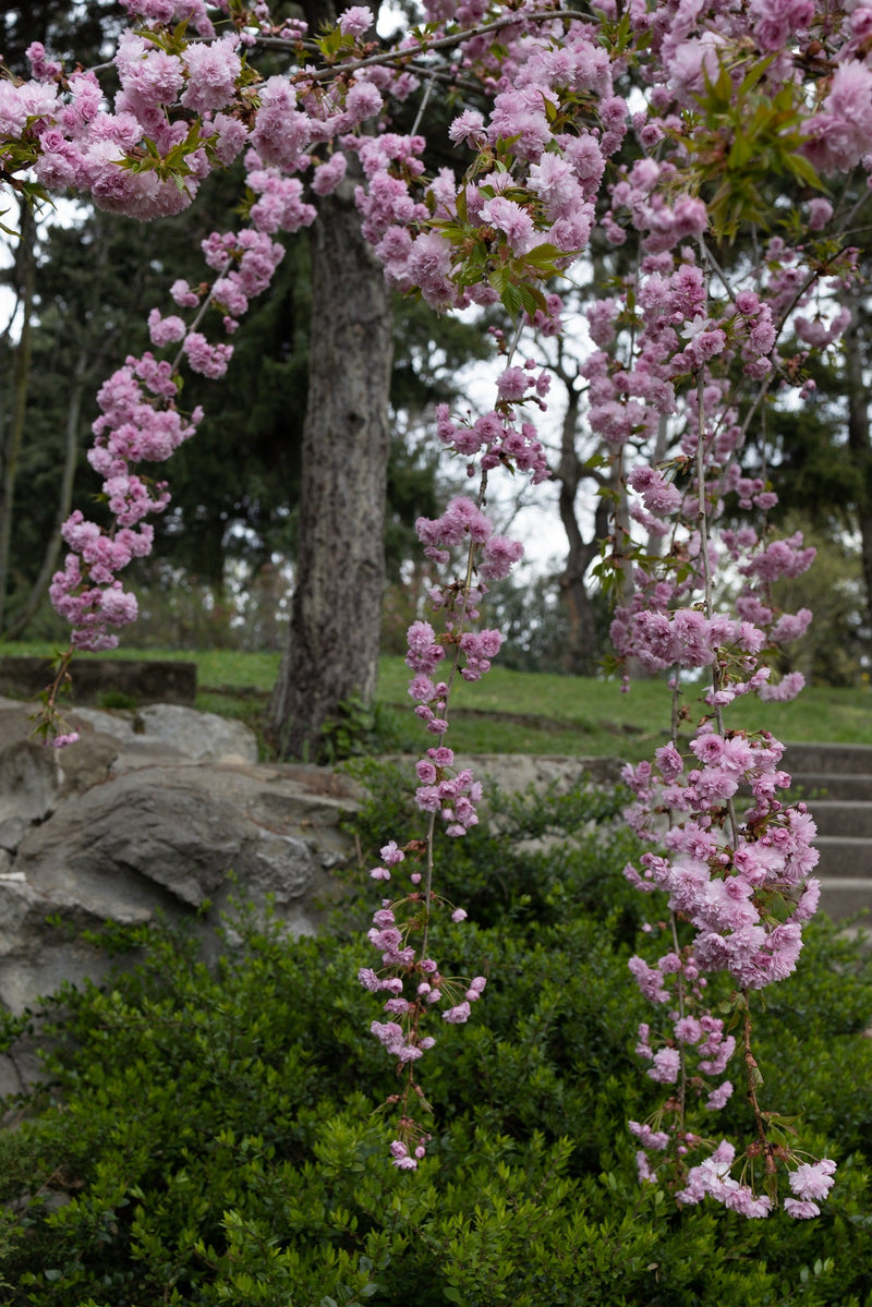 Cerisier Japonais pleureur à fleurs (Prunus Serrulata Kiku Shidare zakura) 1 - Achat en ligne