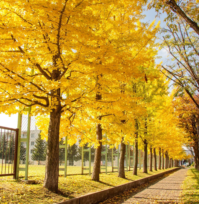 Ginkgo (Ginkgo Biloba) 1 - Achat en ligne