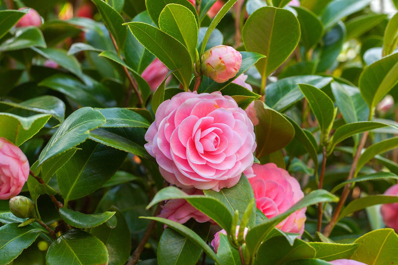 Camélia du Japon (Camelia Japonica) 3 - Achat en ligne