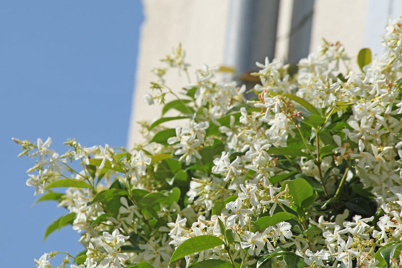 Jasmin Étoilé Grimpant (Trachelospermum Jasminoides) 1 - Achat en ligne