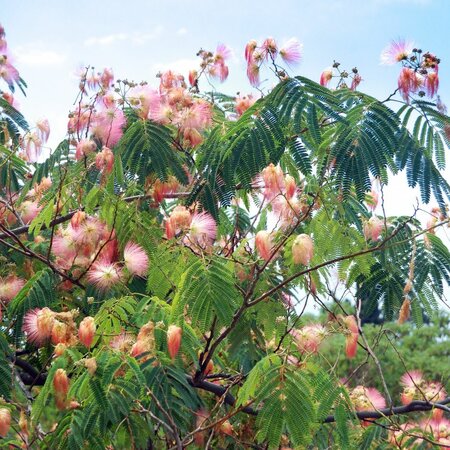 Albizia Julibrissin 'Ombrella' 1 - Achat en ligne