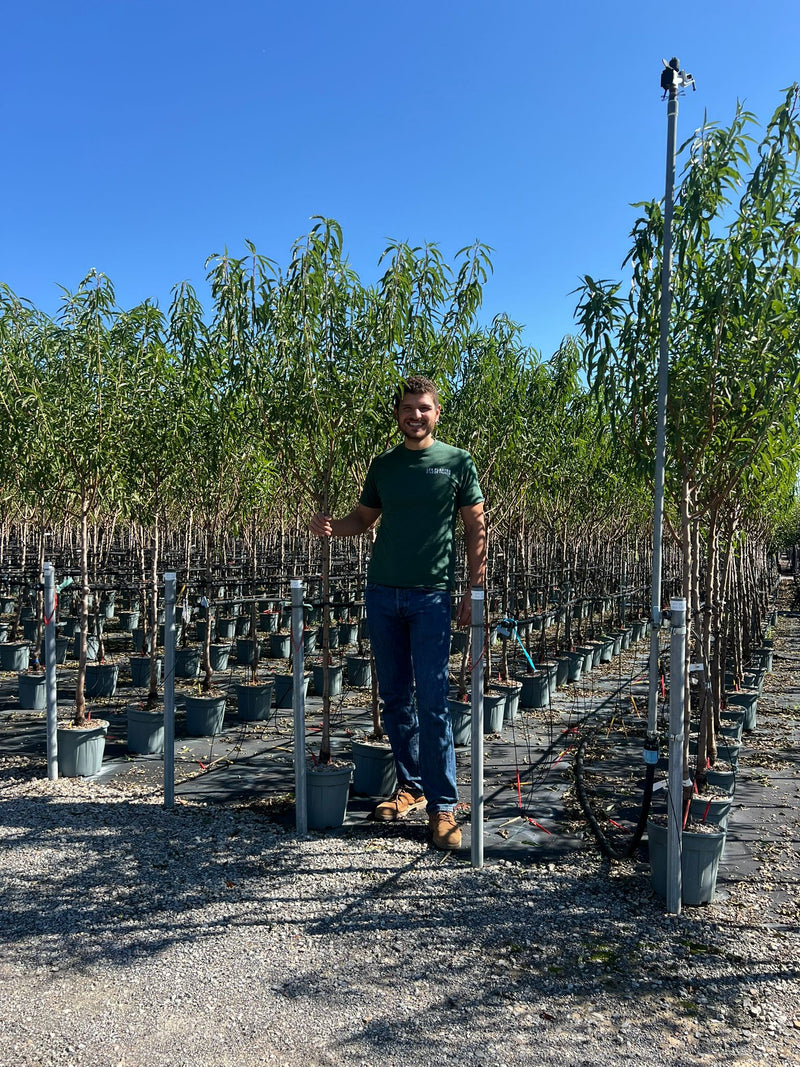 Amandier (Prunus amygdalus)