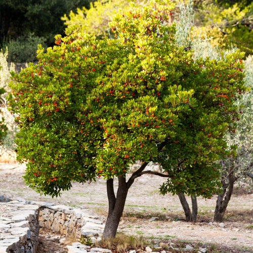 Arbousier (Arbutus unedo) 1 - Achat en ligne