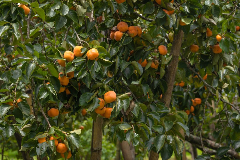 Diospyros Kaki (Plaqueminier) 2 - Achat en ligne