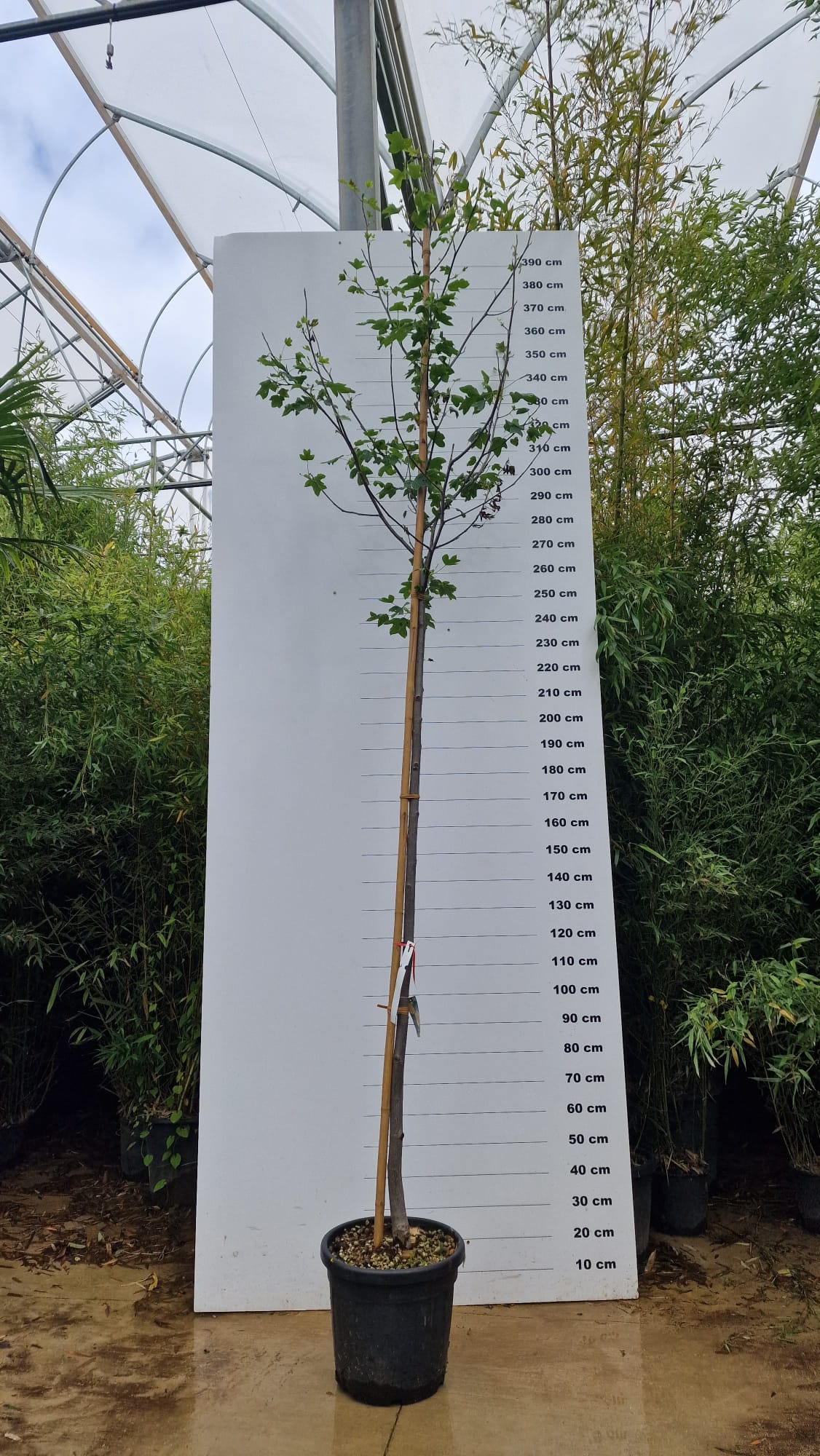 Liriodendron Tulipifera 5 - Achat en ligne