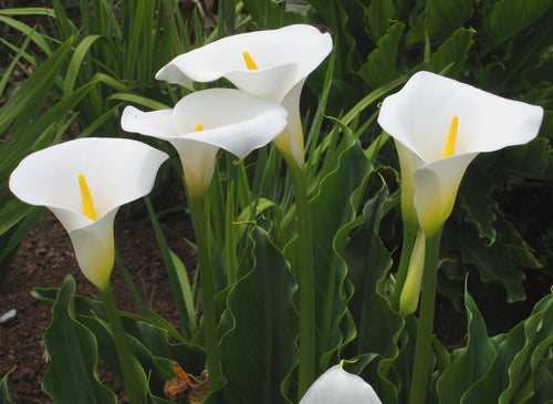 Arum (Calla aethiopica) 1 - Achat en ligne