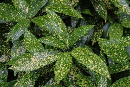 Aucuba du Japon (Aucuba Japonica Variegata) 1 - Achat en ligne