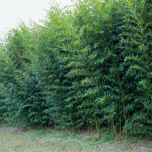 Bambou (Phyllostachys) Aurea 1 - Achat en ligne