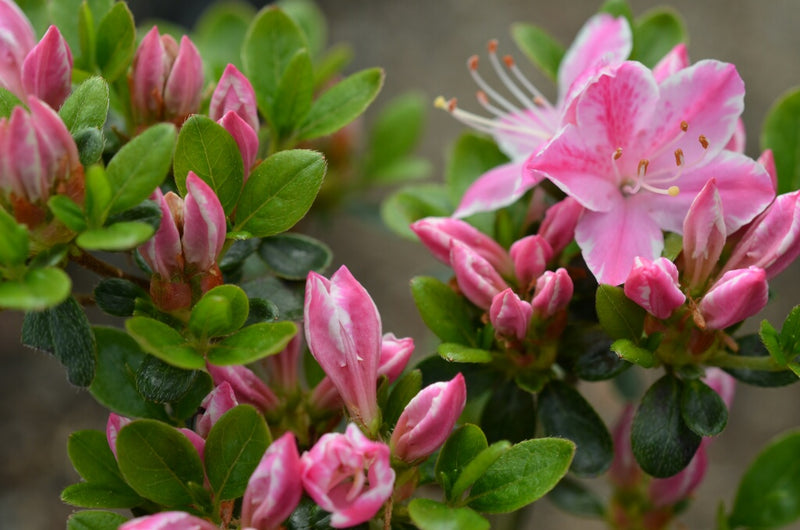 Azalée du Japon (Azalea Japonica) 2 - Achat en ligne