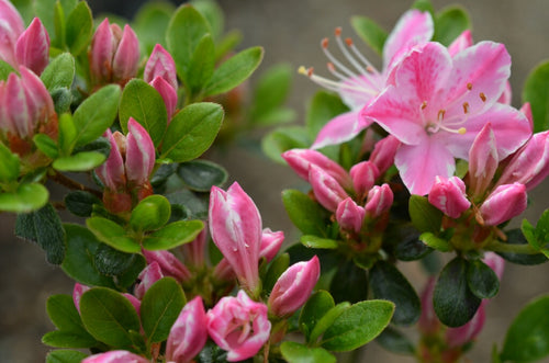 Azalée du Japon (Azalea Japonica) 1 - Achat en ligne