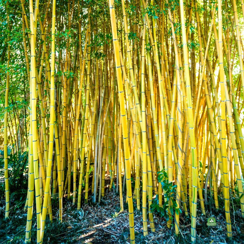 Bambou (Phyllostachys) Aureosulcata Aureocaulis 3 - Achat en ligne