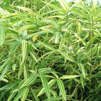 Bambou Metake Variegata 1 - Achat en ligne