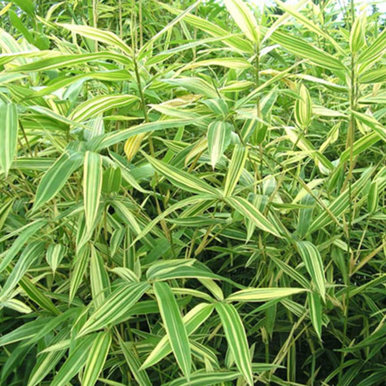 Bambou Metake Variegata 1 - Achat en ligne