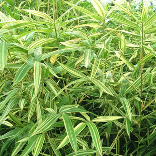 Bambou Metake Variegata 1 - Achat en ligne