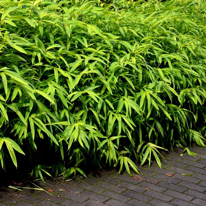Bambusa Nana (Pleioblastus Pumilus) 3 - Achat en ligne