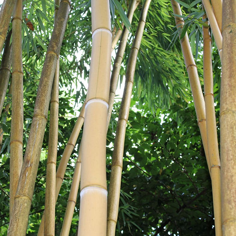 Bambou Vivax Aureocaulis 1 - Achat en ligne