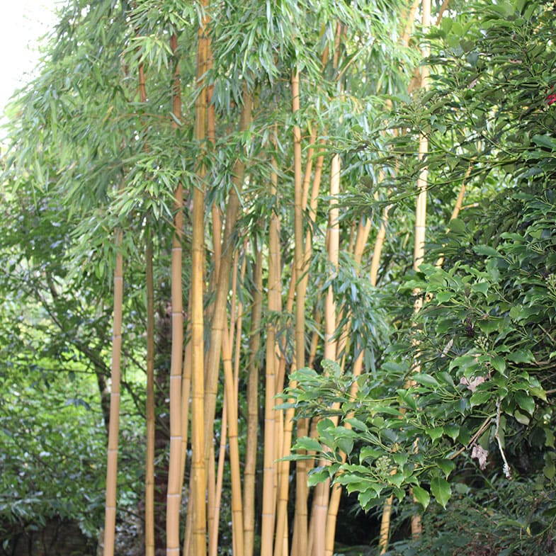 Bambou Vivax Aureocaulis 2 - Achat en ligne