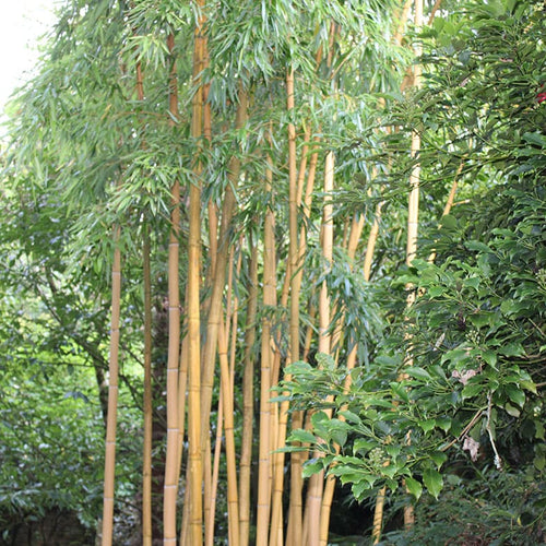 Bambou Vivax Aureocaulis 1 - Achat en ligne