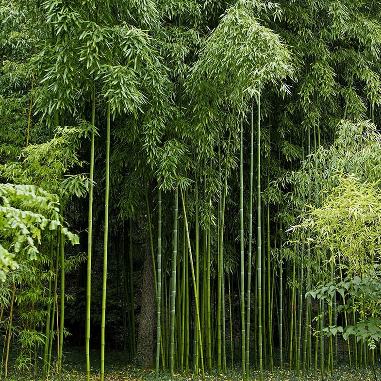 Bambou Vivax Huang Wen Zhu 1 - Achat en ligne