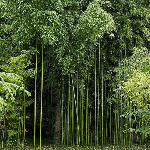 Bambou Vivax Huang Wen Zhu 1 - Achat en ligne