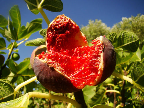 Figuier Ronde de Bordeaux (Ficus carica Ronde De Bordeaux) 1 - Achat en ligne