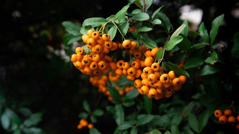 Pyracantha (Pyracantha Soleil d'Or) 1 - Achat en ligne