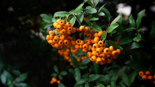 Pyracantha (Pyracantha Soleil d'Or) 1 - Achat en ligne
