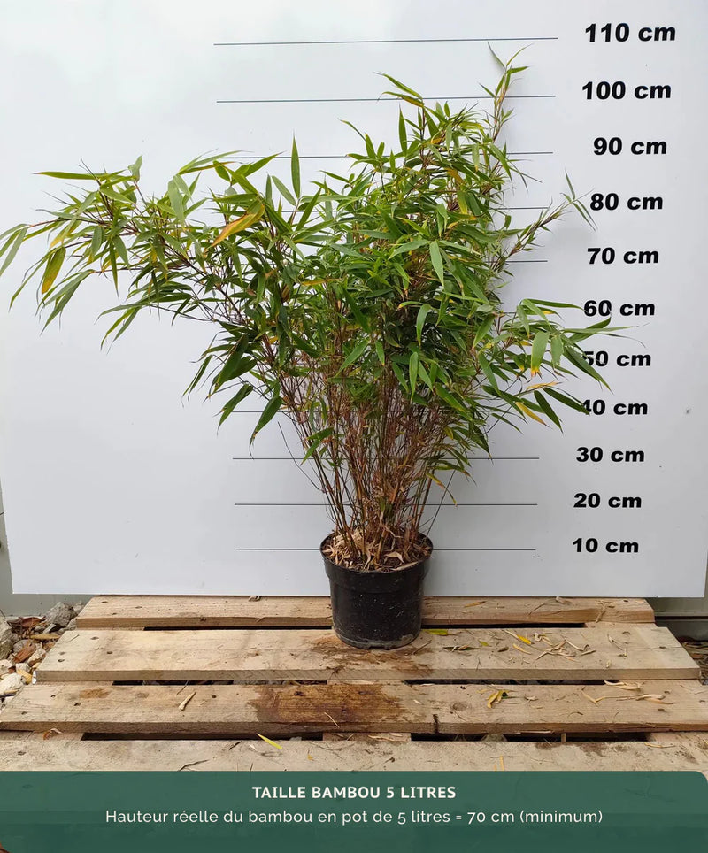 Fargesia Rufa 3 - Achat en ligne