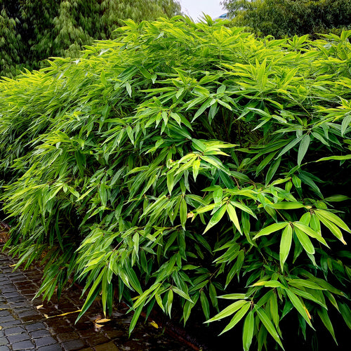 Bambusa Nana (Pleioblastus Pumilus) 1 - Achat en ligne