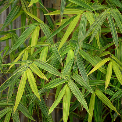 Bambusa Nana Aureostriata 1 - Achat en ligne