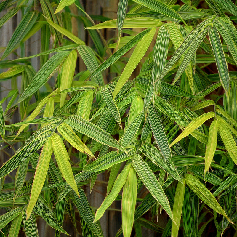 Bambusa Nana Aureostriata 1 - Achat en ligne