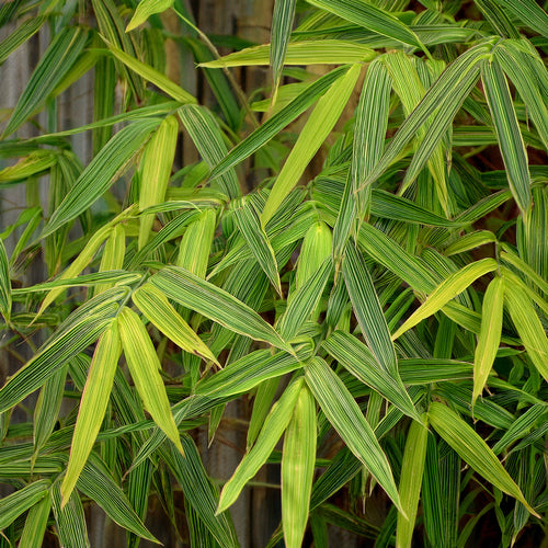 Bambusa Nana Aureostriata 1 - Achat en ligne