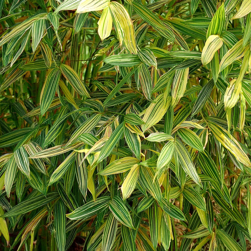 Bambusa Nana Aureostriata 1 - Achat en ligne