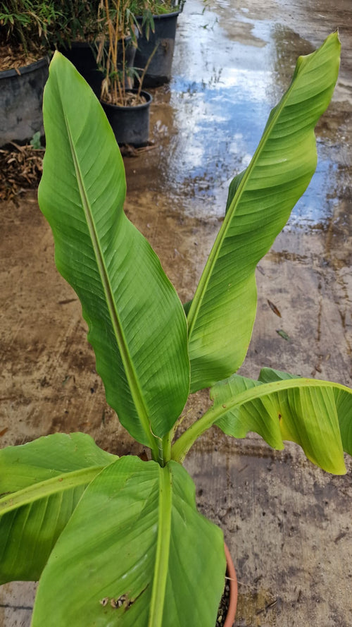 Bananier (Musa Basjoo Japonica) 1 - Achat en ligne