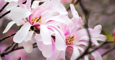 Magnolia à fleurs roses étoilées (Loebneri Leonard Messel) 1 - Achat en ligne