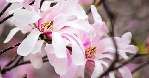 Magnolia à fleurs roses étoilées (Loebneri Leonard Messel) 1 - Achat en ligne