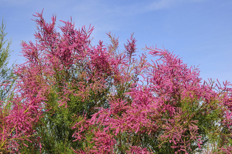Tamaris (Tamarix) 1 - Achat en ligne