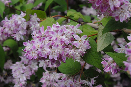 Deutzia (Deutzia Gracilis) 1 - Achat en ligne