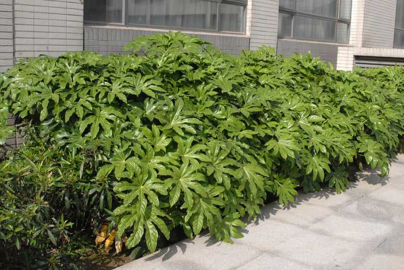 Aralia du Japon (Fatsia Japonica) 1 - Achat en ligne