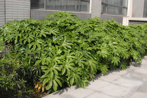 Aralia du Japon (Fatsia Japonica) 1 - Achat en ligne