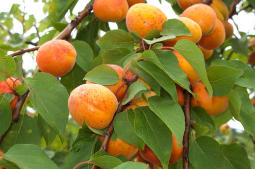 Abricotier Luizet (Prunus Armeniaca) 1 - Achat en ligne