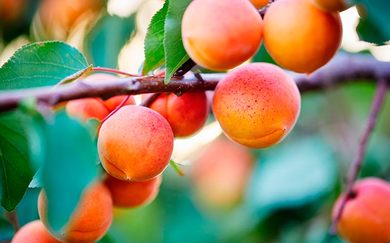 Abricotier Rouge du Roussillon (Prunus armeniaca Rouge du Roussillon) 1 - Achat en ligne