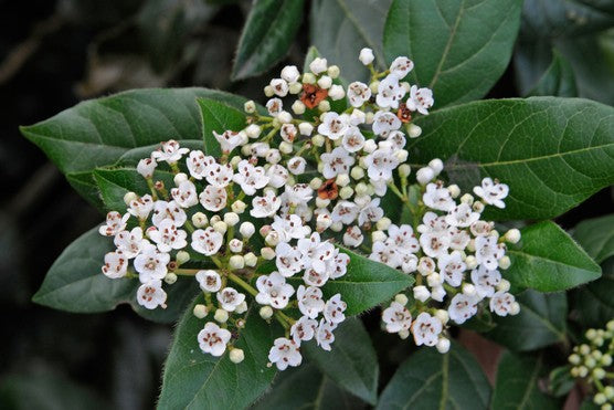Laurier-tin (Viburnum tinus) 1 - Achat en ligne
