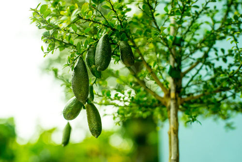 Citronnier Caviar (Microcitrus Australasica) 1 - Achat en ligne