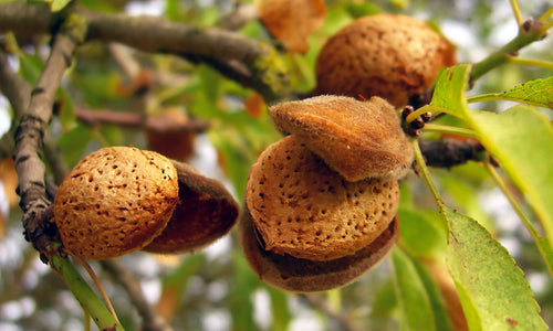 Amandier (Prunus amygdalus) 1 - Achat en ligne
